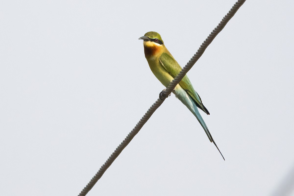 Blue-tailed Bee-eater - ML613638790