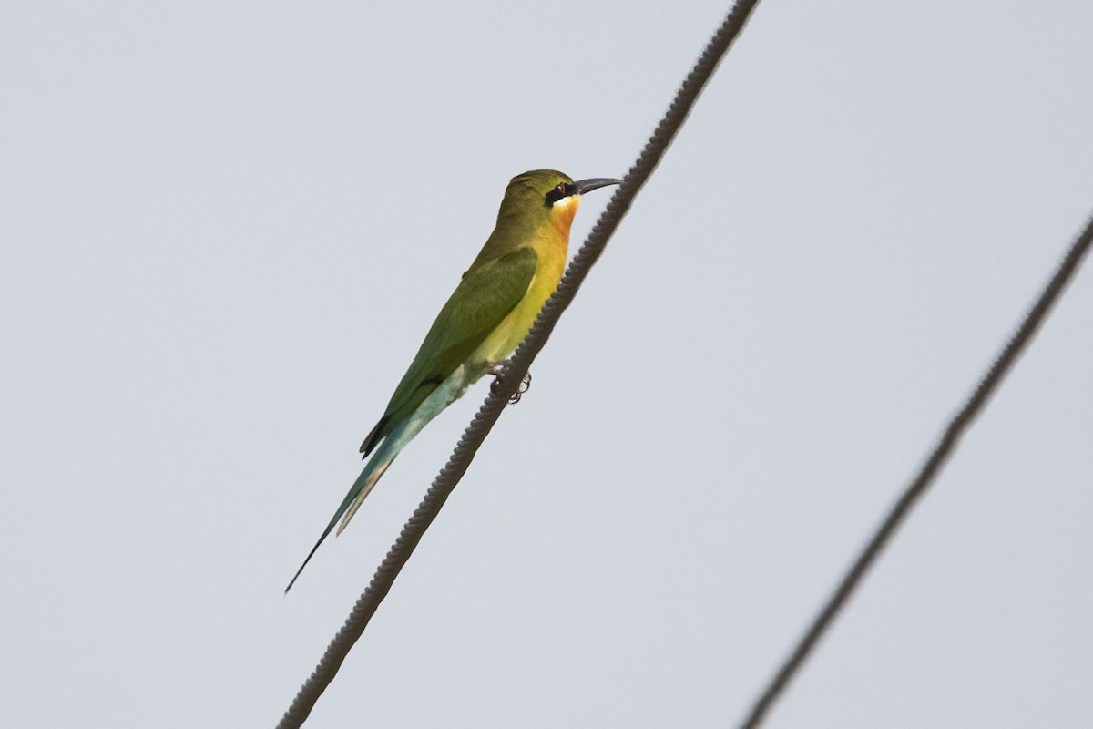 Blue-tailed Bee-eater - ML613638791