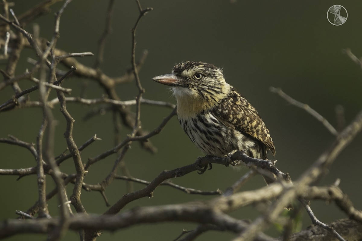 Spot-backed Puffbird (Chaco) - ML613638890