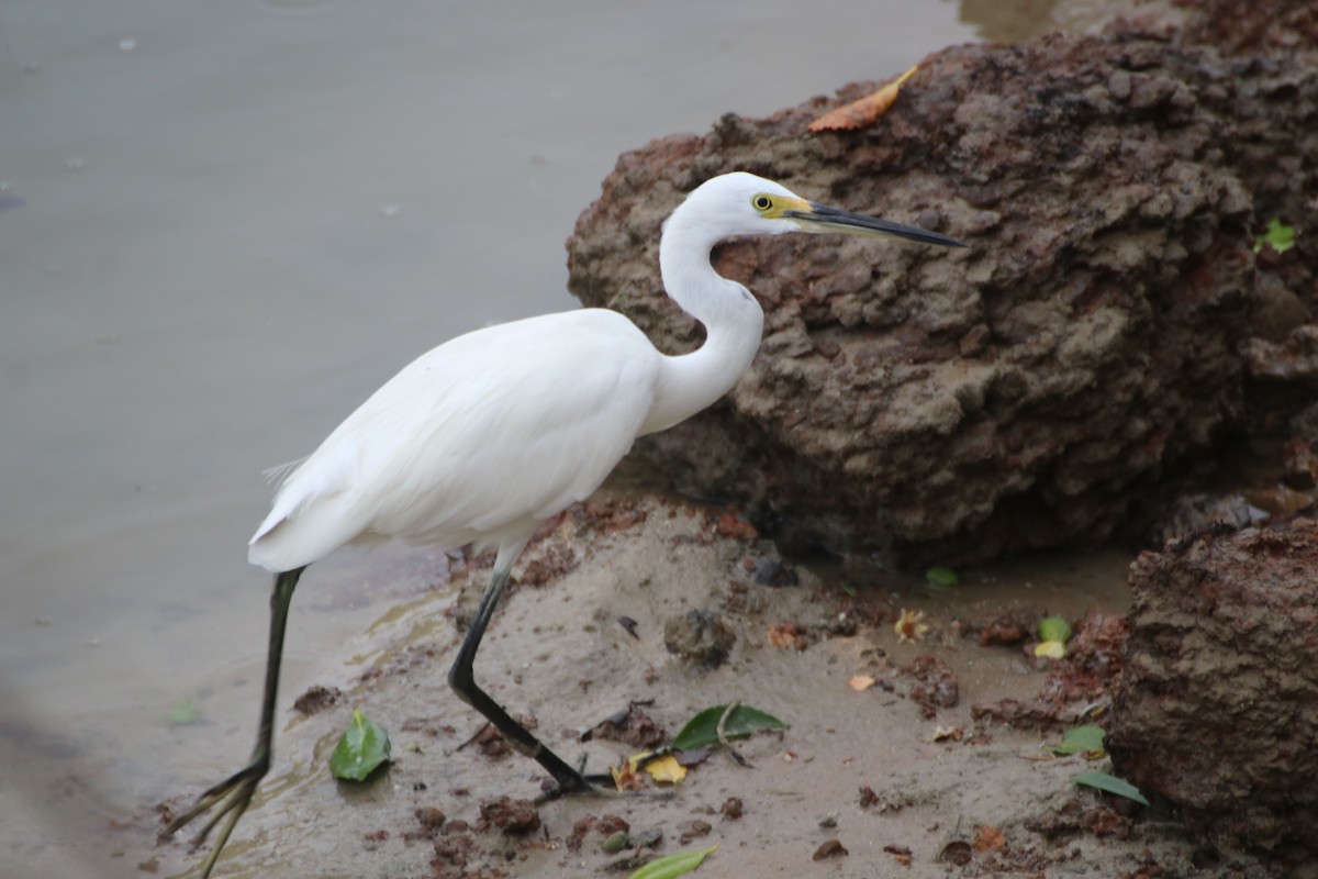 Little Egret (Australasian) - ML613638972