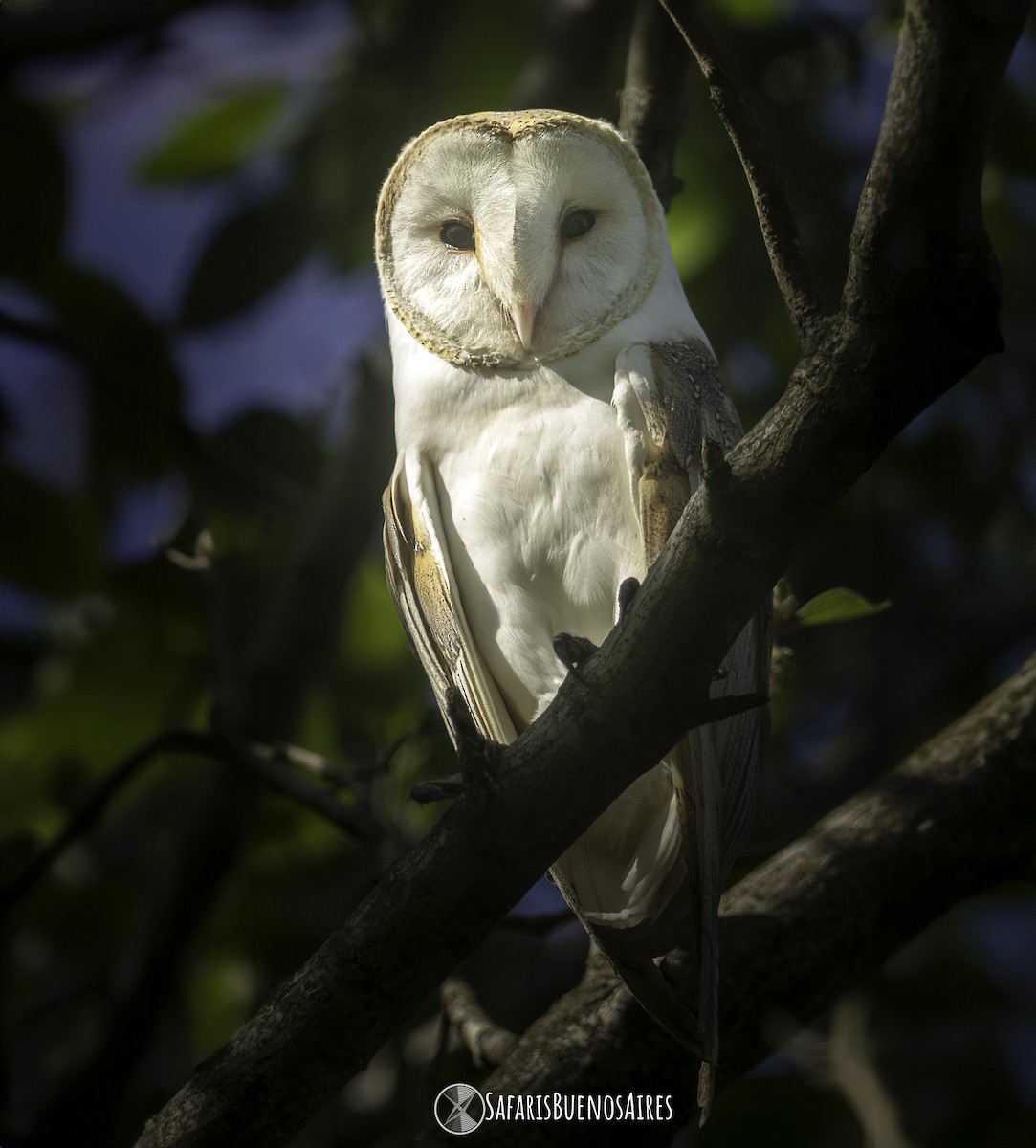 Barn Owl - Safaris Buenos Aires