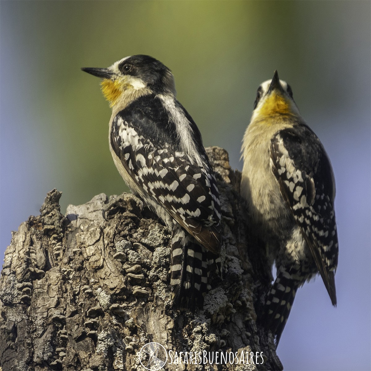 White-fronted Woodpecker - Safaris Buenos Aires