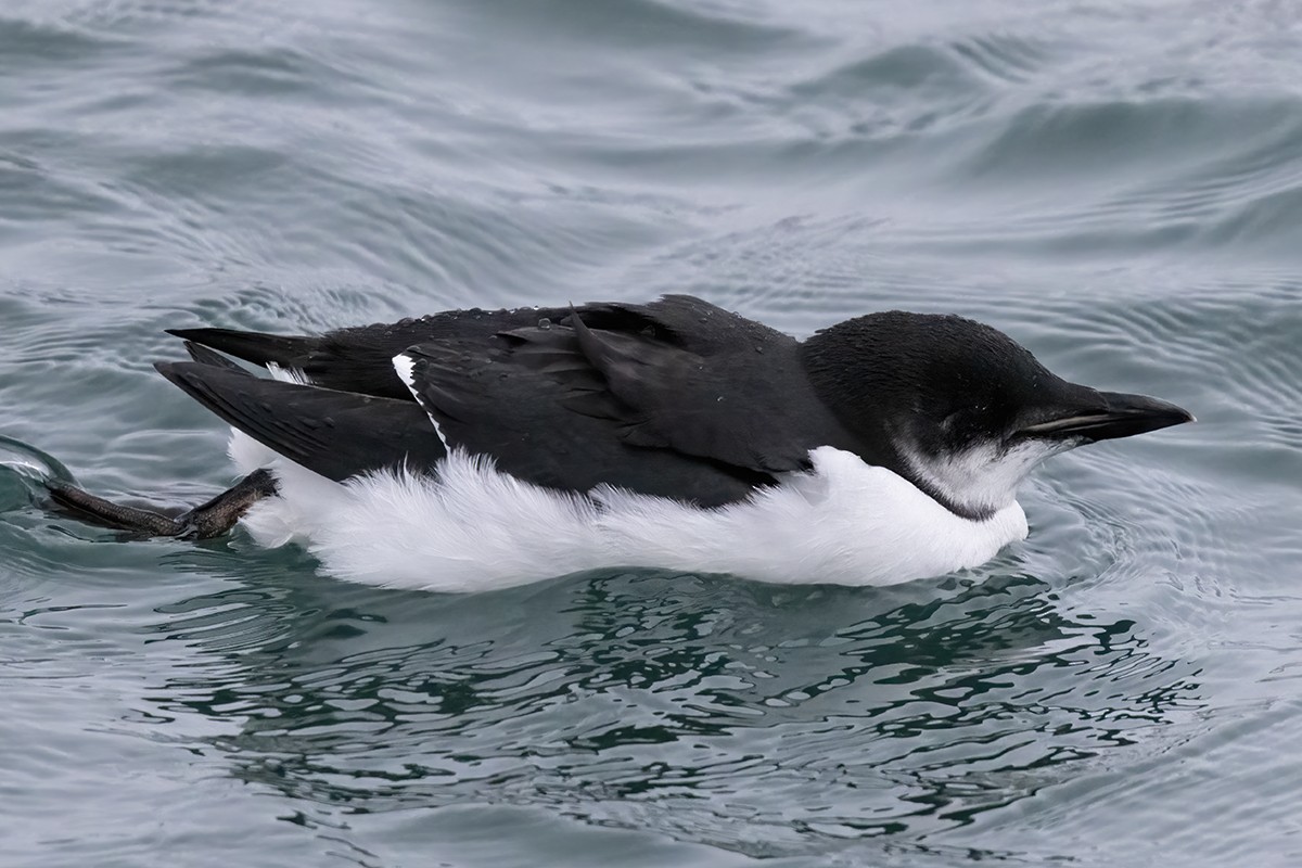 Thick-billed Murre - ML613639233