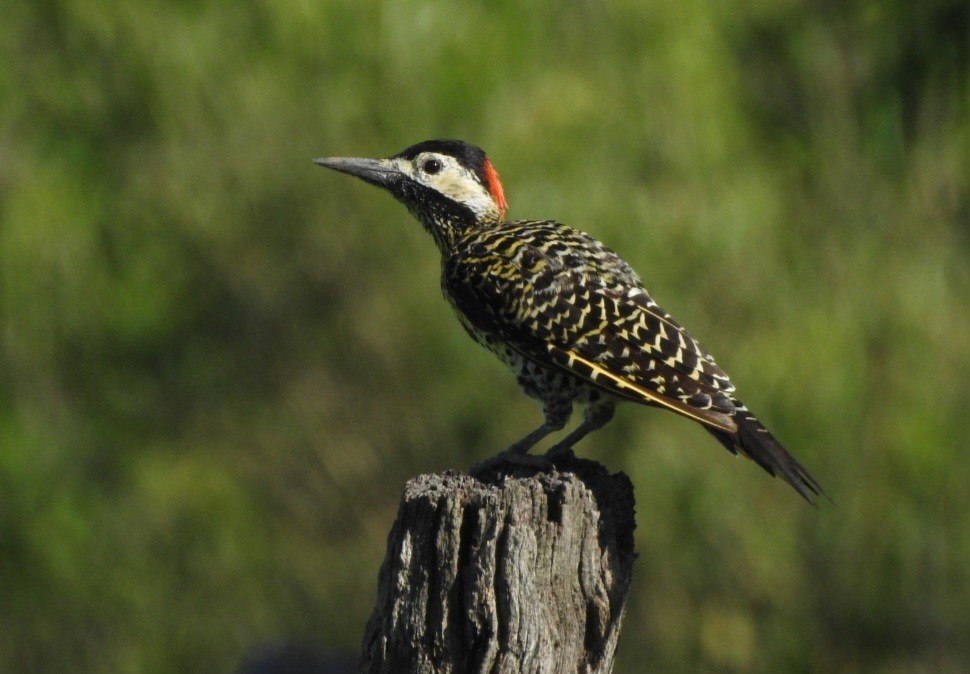 Green-barred Woodpecker - ML613639424