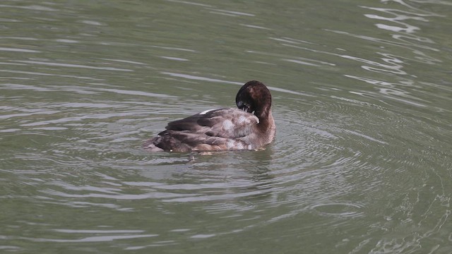 Greater Scaup - ML613639456