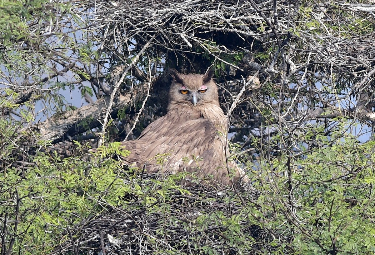 Dusky Eagle-Owl - ML613639634