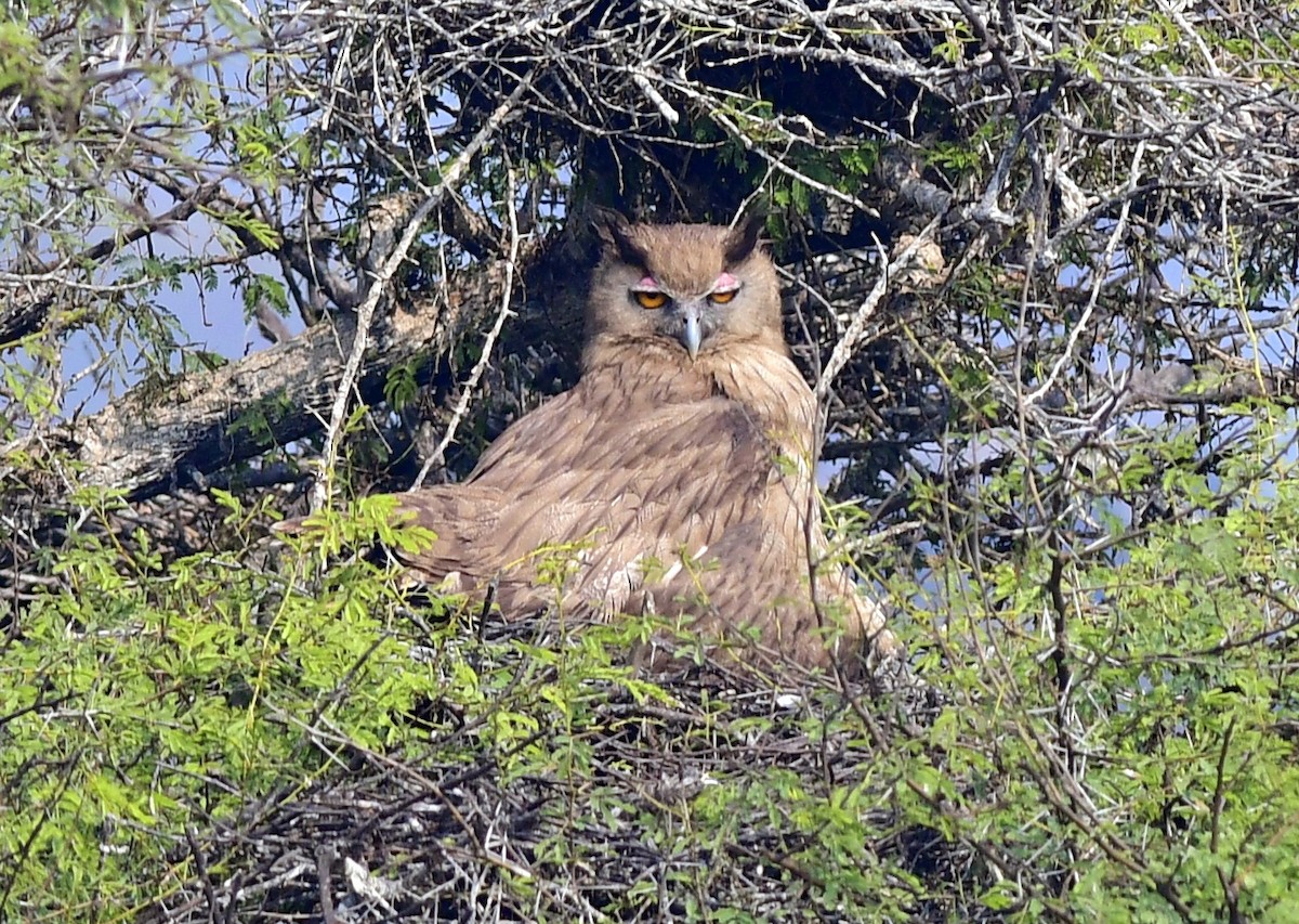Dusky Eagle-Owl - ML613639635