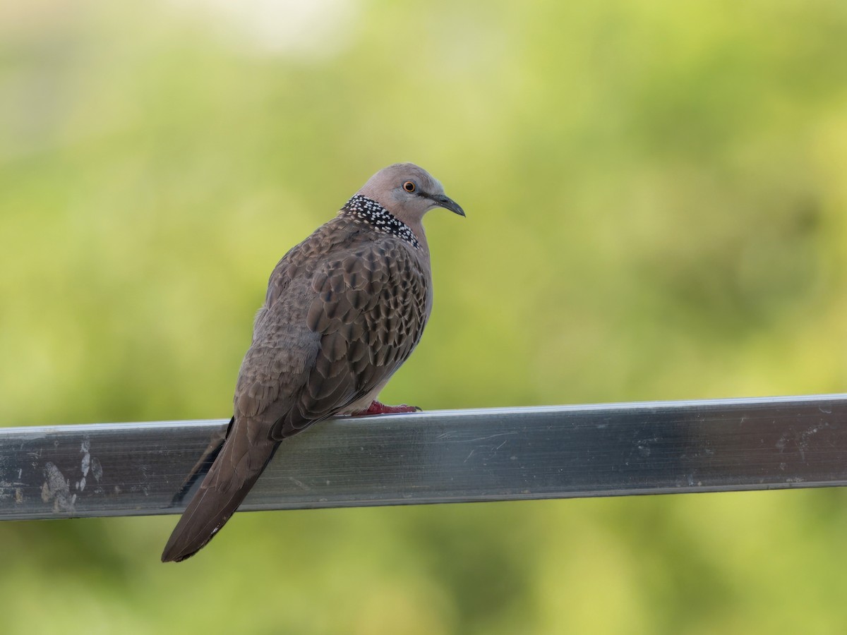 Spotted Dove - ML613639789