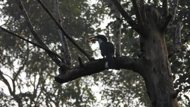 Sri Lanka Gray Hornbill - ML613639823