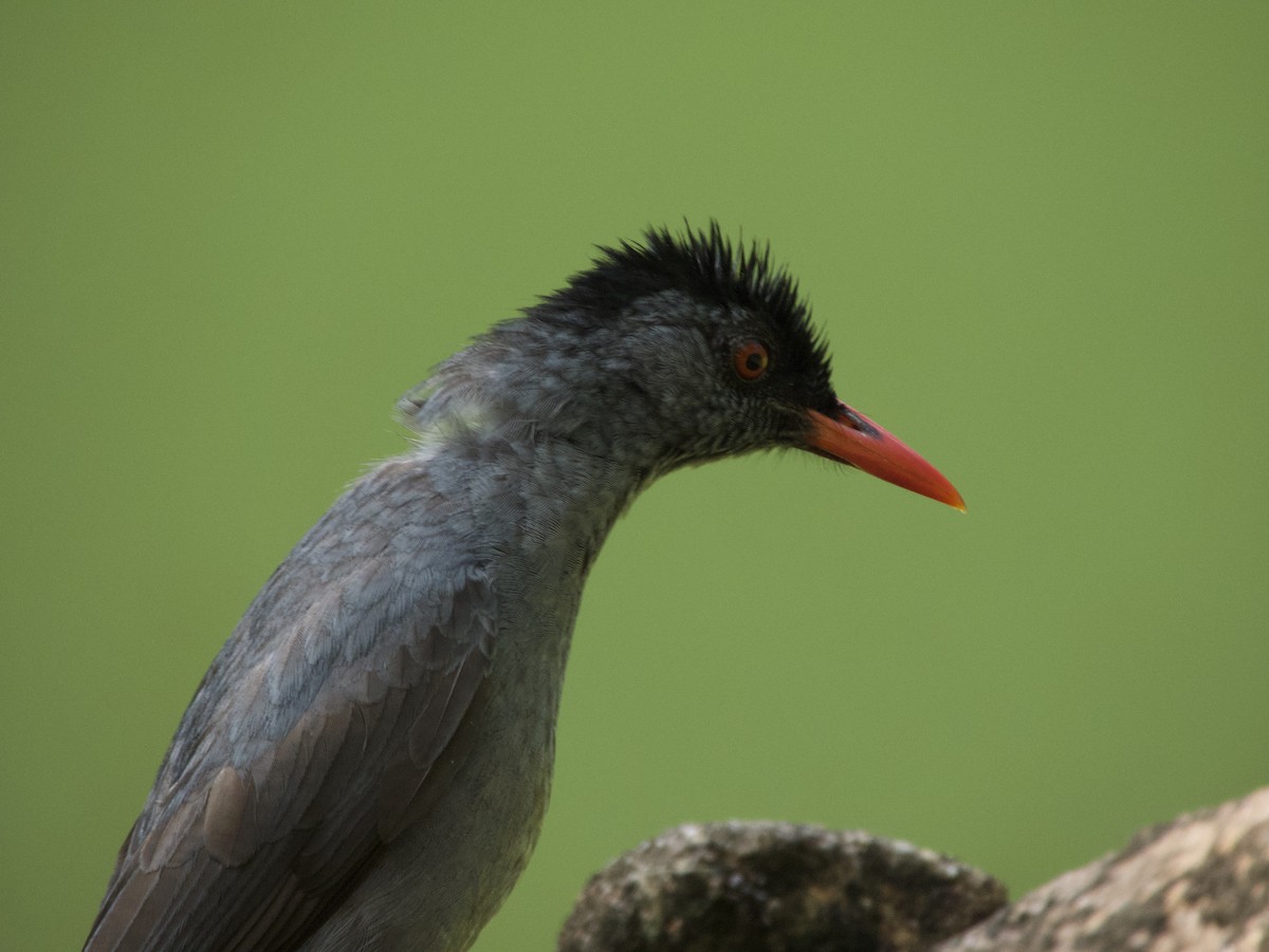 Square-tailed Bulbul (Sri Lanka) - ML613639982