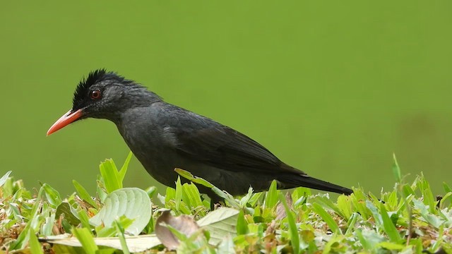Square-tailed Bulbul (Sri Lanka) - ML613639983