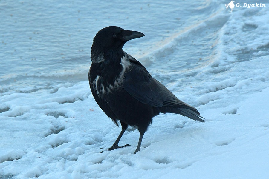 Carrion/Hooded Crow - ML613640024