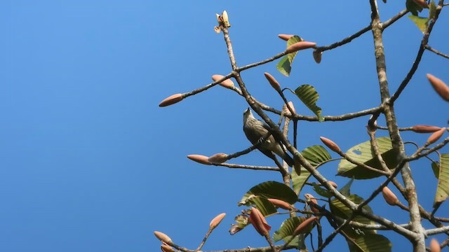 White-faced Starling - ML613640030