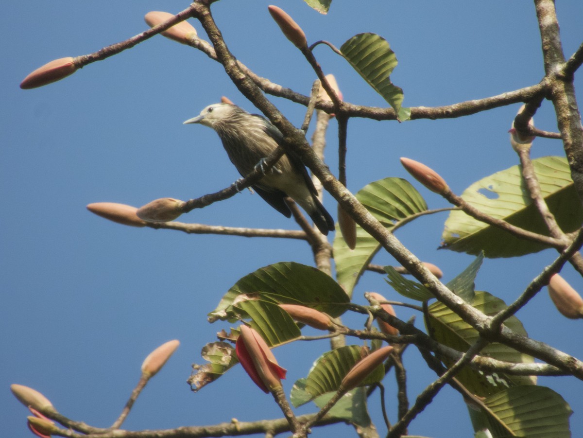 White-faced Starling - ML613640042