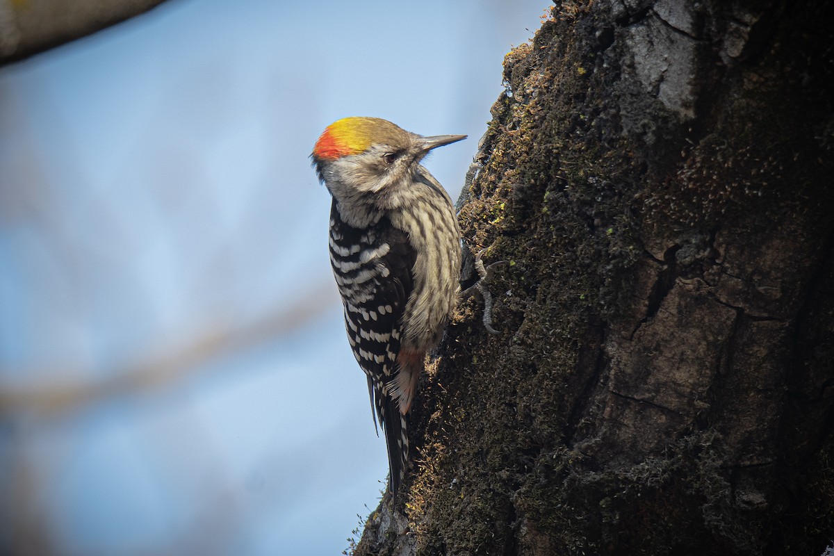 Brown-fronted Woodpecker - Ansar Ahmad Bhat