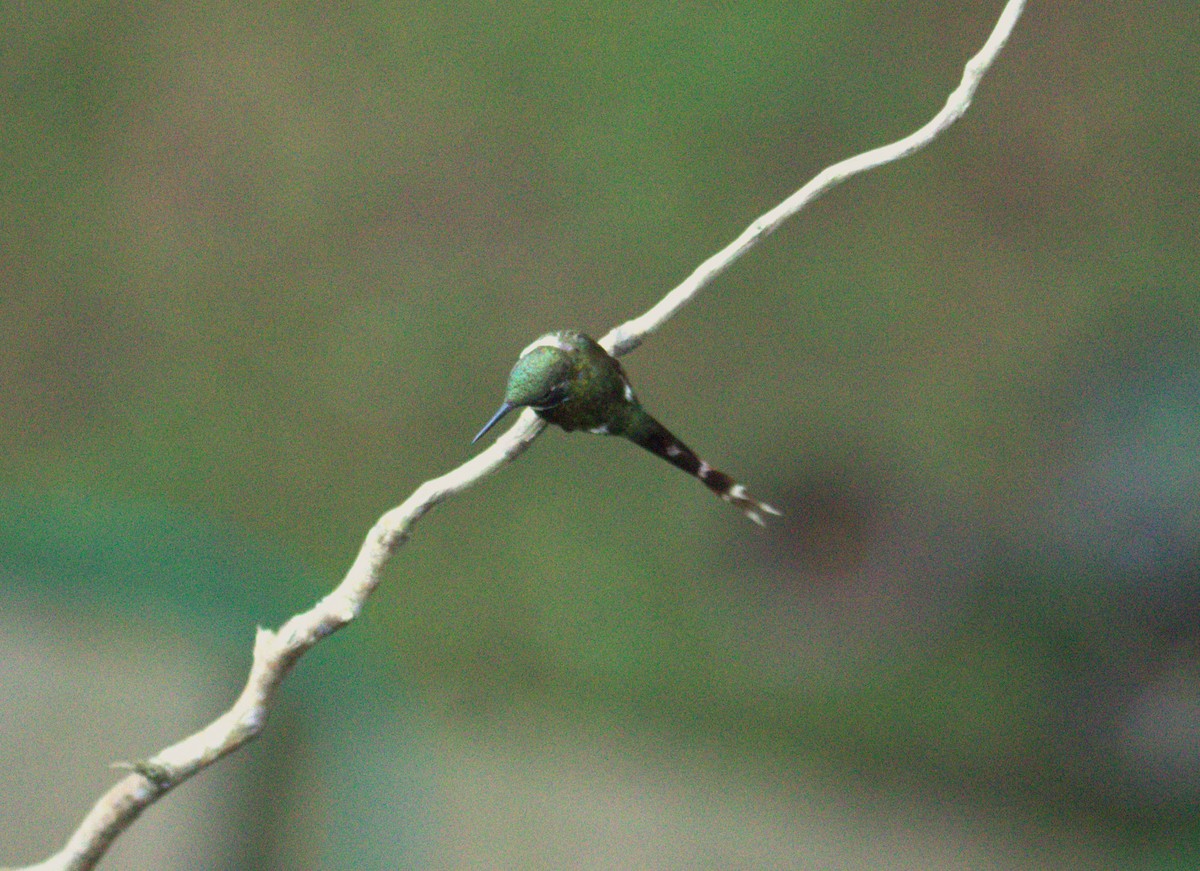 Sparkling-tailed Hummingbird - ML613640181