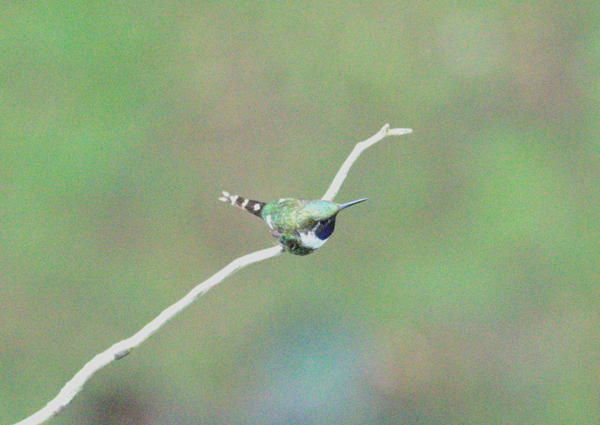 Sparkling-tailed Hummingbird - ML613640182