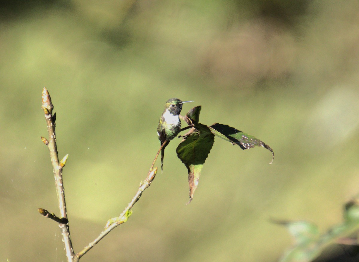 Sparkling-tailed Hummingbird - Josue  de León Lux (Birding Guide) josuedeleonlux@gmail.com +502 3068 8988