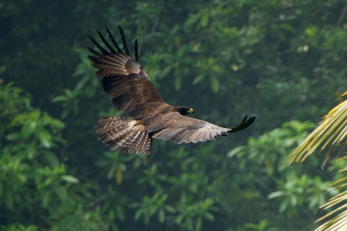 ML613640570 - Black Eagle - Macaulay Library