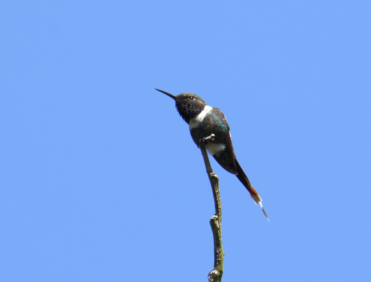 Sparkling-tailed Hummingbird - ML613640578