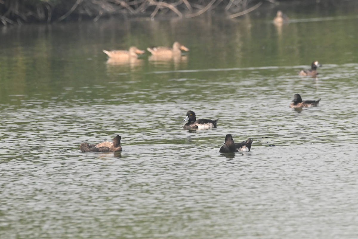 Tufted Duck - ML613640610