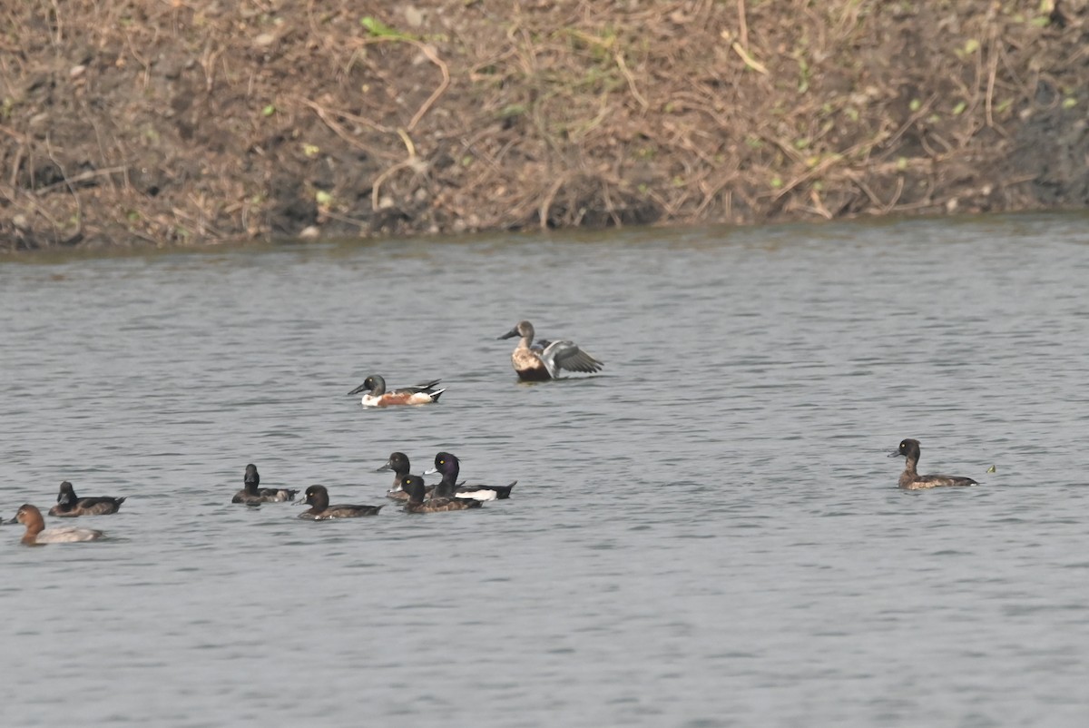 Tufted Duck - ML613640633