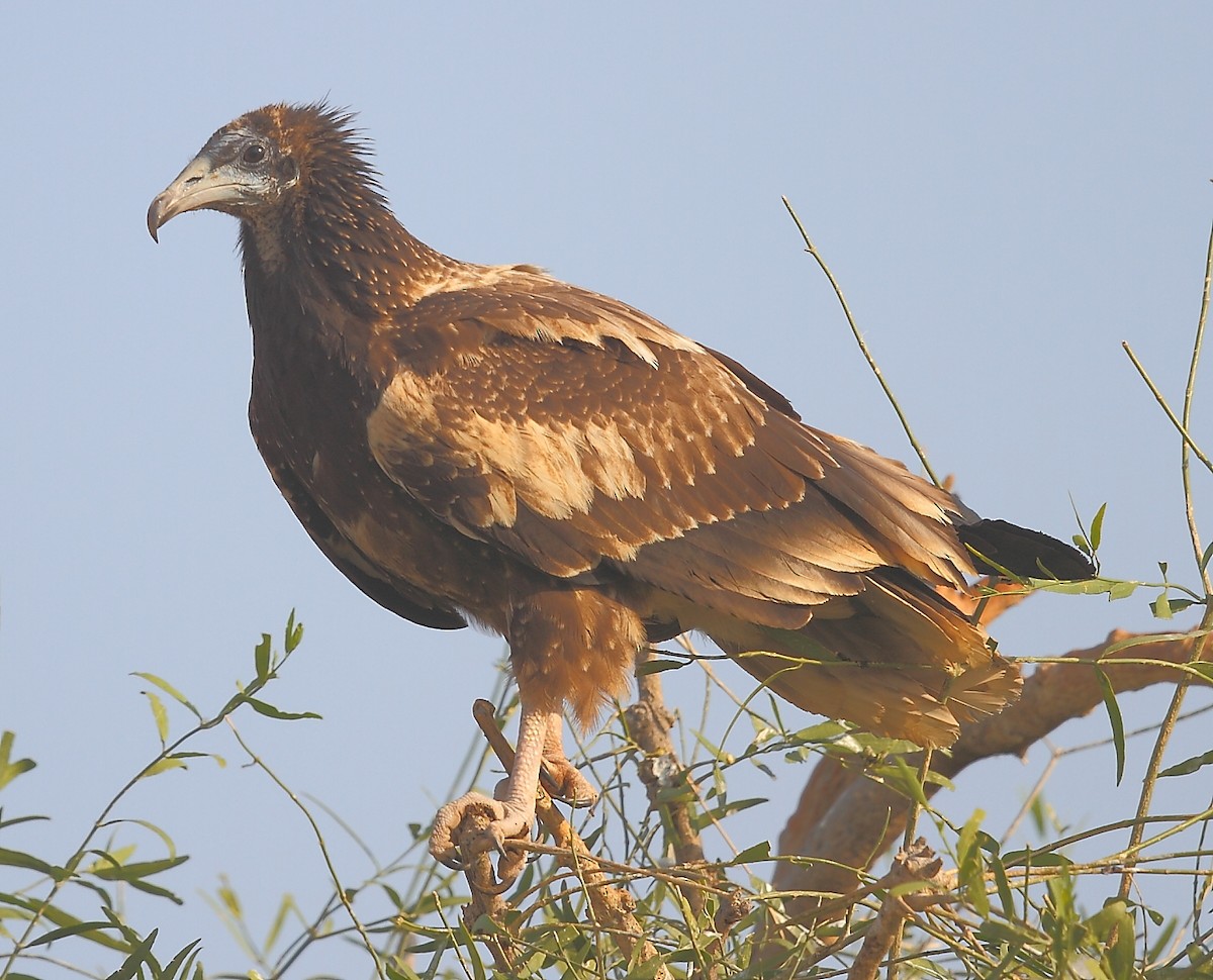 Egyptian Vulture - ML613640650