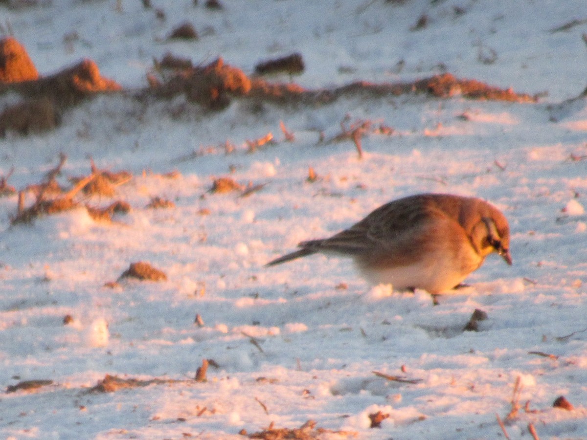 eBird Checklist 16 Jan 2024 8312 Kentucky 268, Corydon, Kentucky