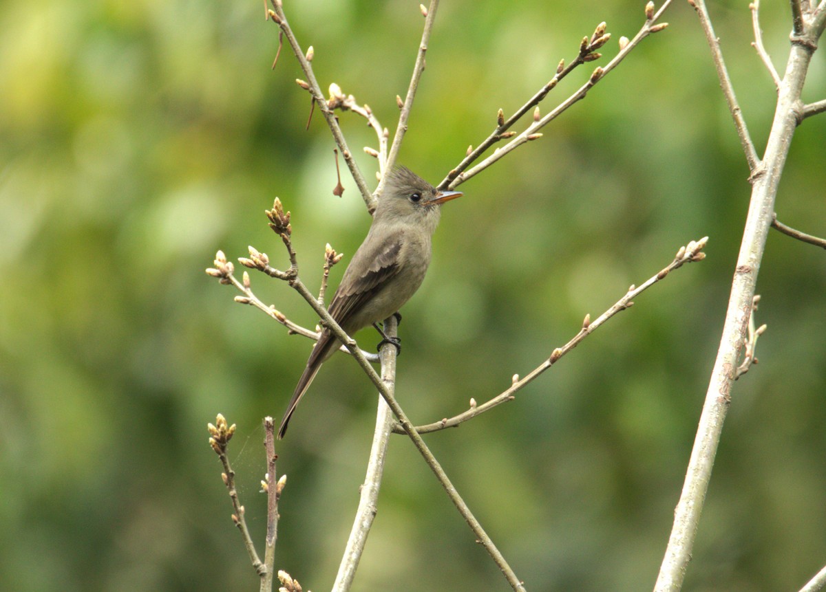 Greater Pewee - ML613640751