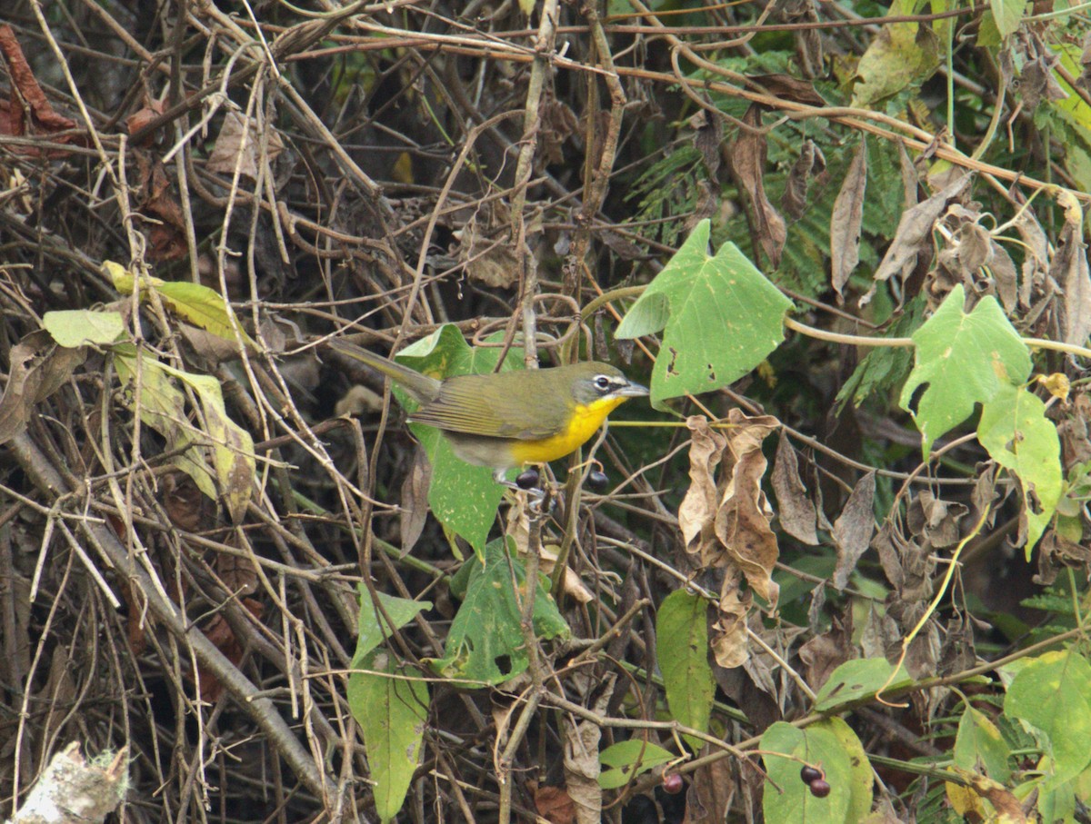 Yellow-breasted Chat - Josue  de León Lux (Birding Guide) josuedeleonlux@gmail.com +502 3068 8988