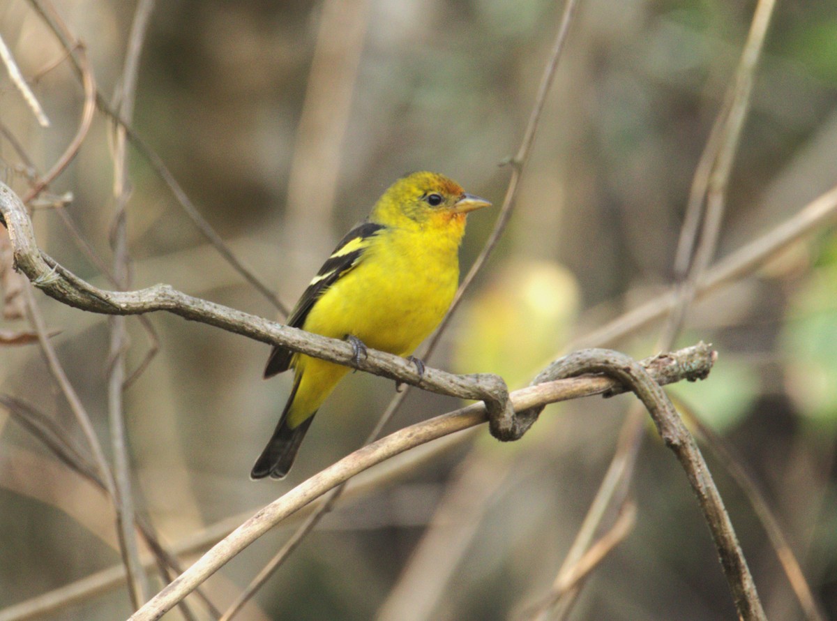 Western Tanager - ML613640790