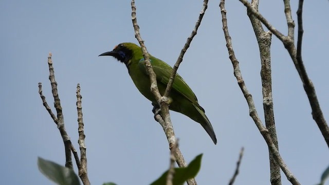 Golden-fronted Leafbird - ML613640890