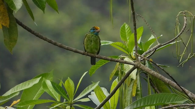 Yellow-fronted Barbet - ML613640925