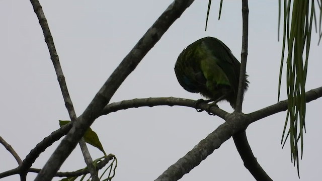 Yellow-fronted Barbet - ML613640927