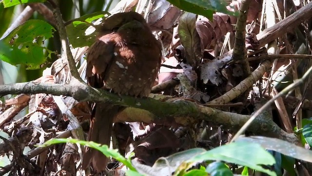 Цейлонский лягушкорот - ML613640933