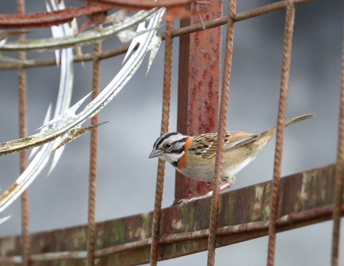 Rufous-collared Sparrow - ML613640956