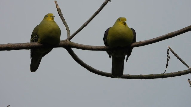 Sri Lanka Green-Pigeon - ML613641029