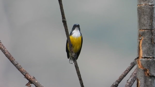  - White-throated Flowerpecker
