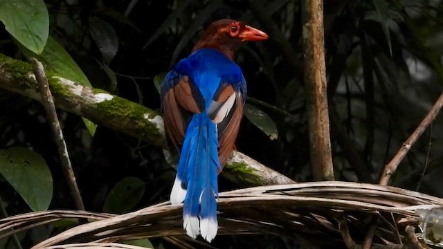 Sri Lanka Blue-Magpie - ML613641075