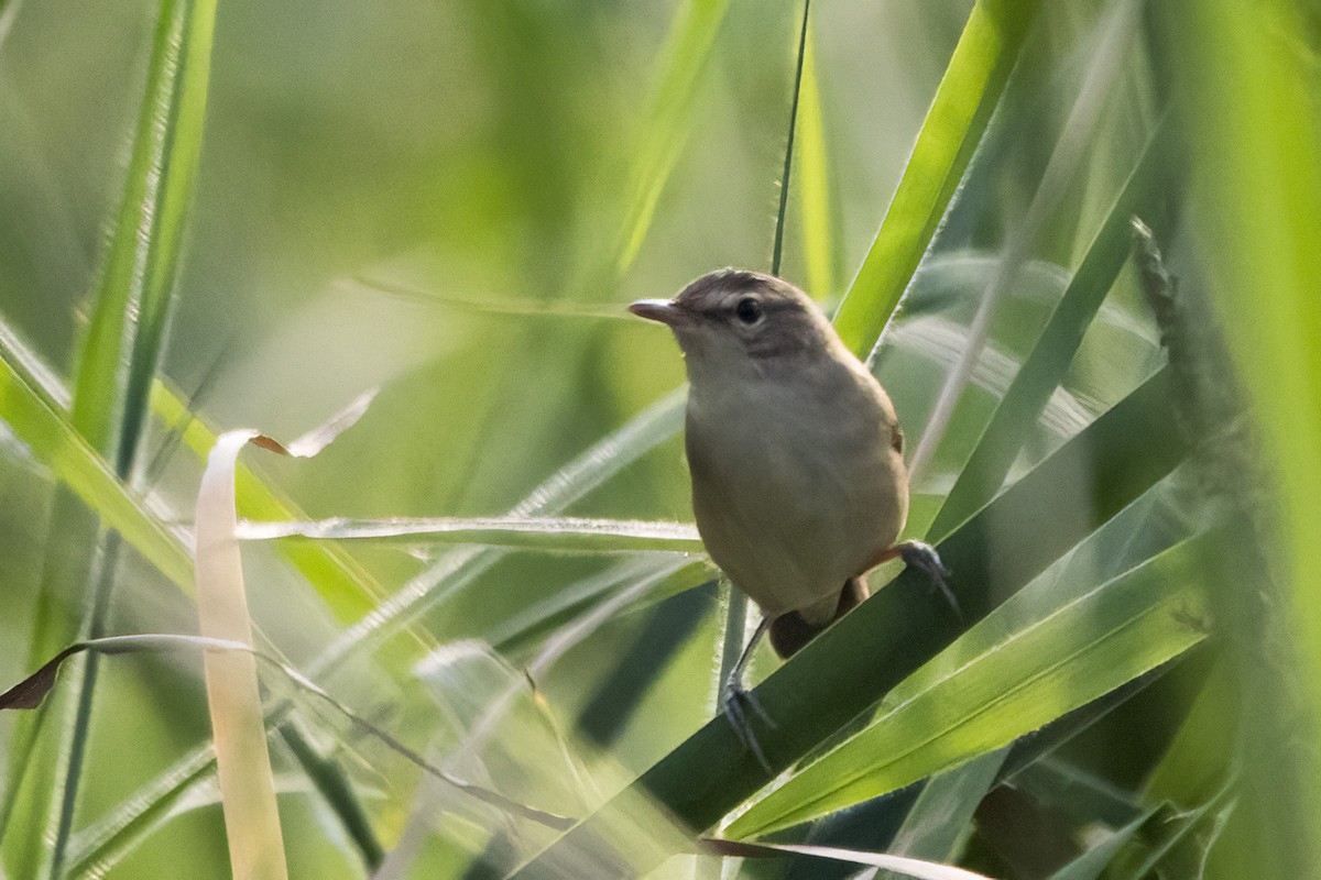 Booted Warbler - ML613641196