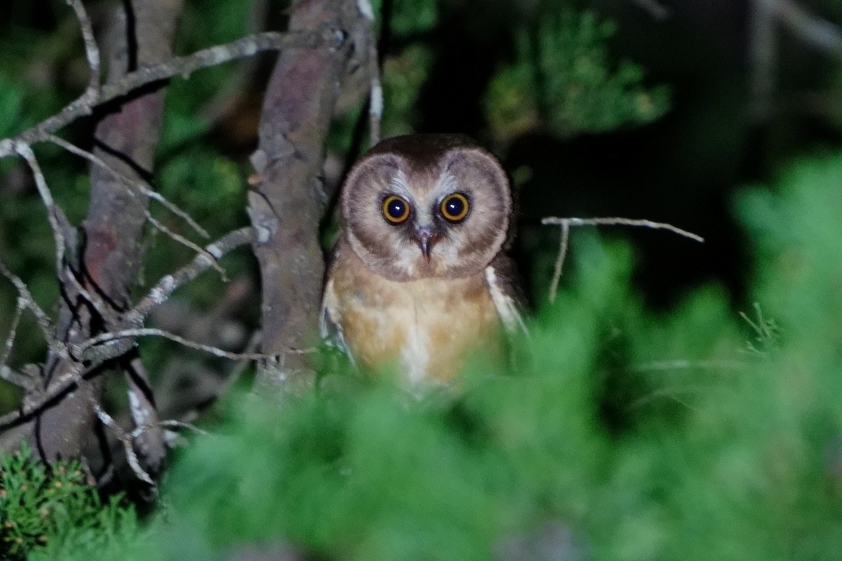 Unspotted Saw-whet Owl - ML613641314