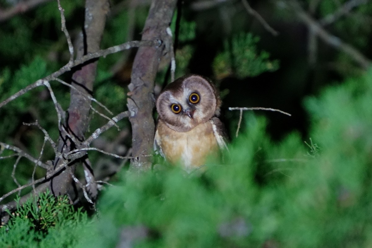 Unspotted Saw-whet Owl - ML613641315