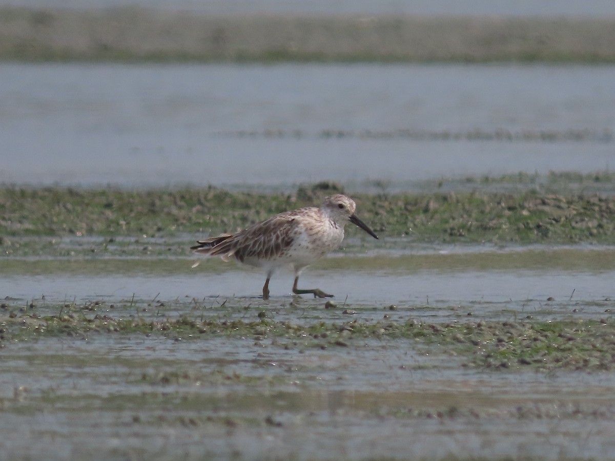 Great Knot - ML613641373