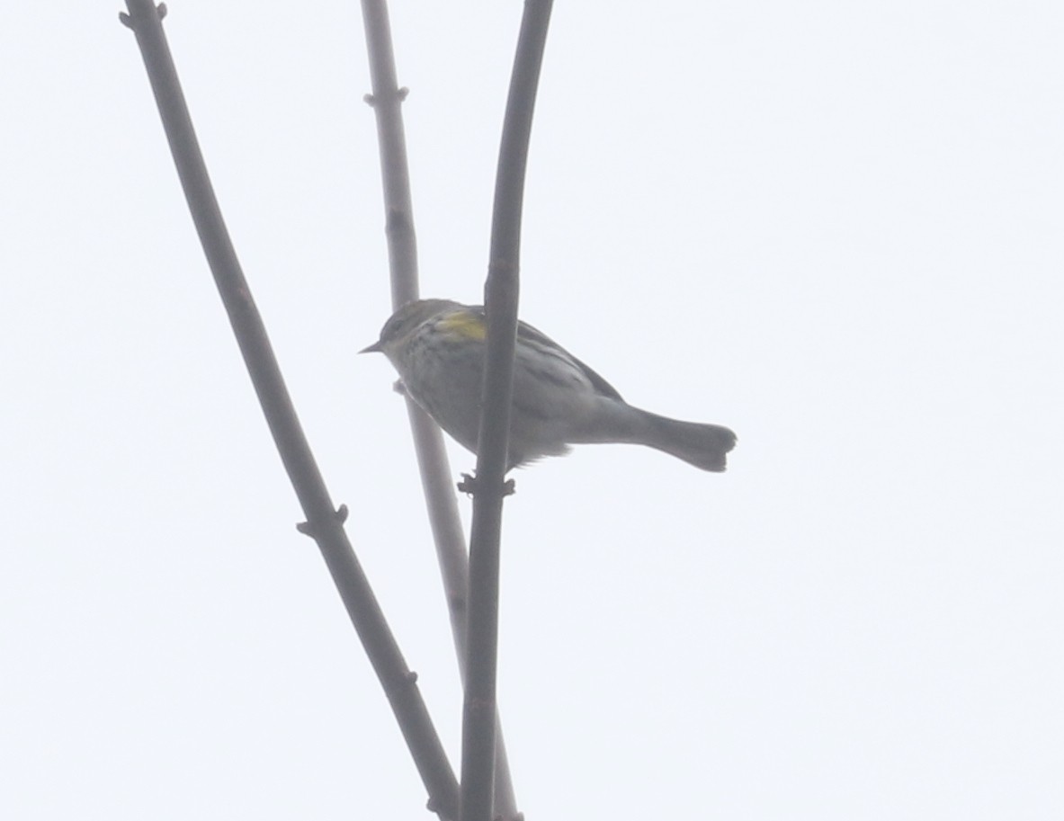 Yellow-rumped Warbler (Myrtle) - Bobby Brown