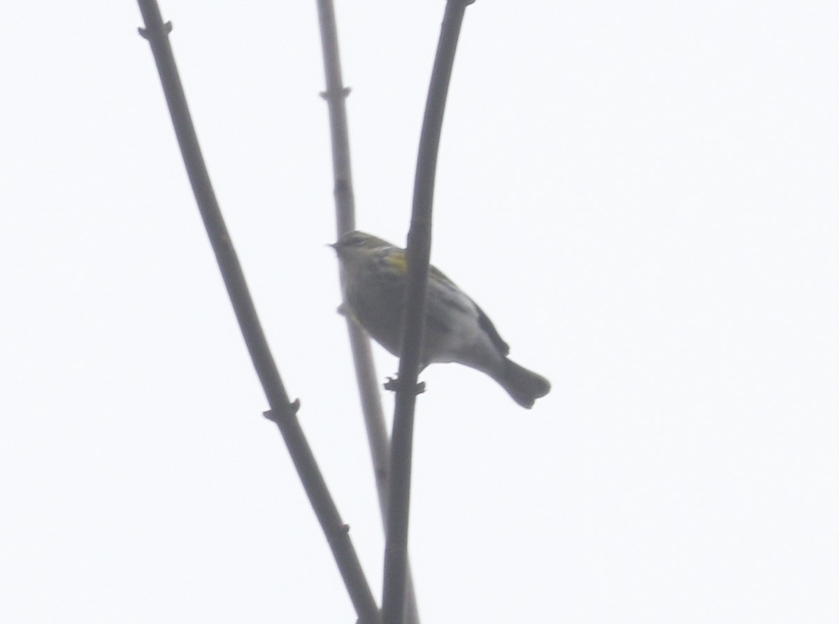 Yellow-rumped Warbler (Myrtle) - Bobby Brown