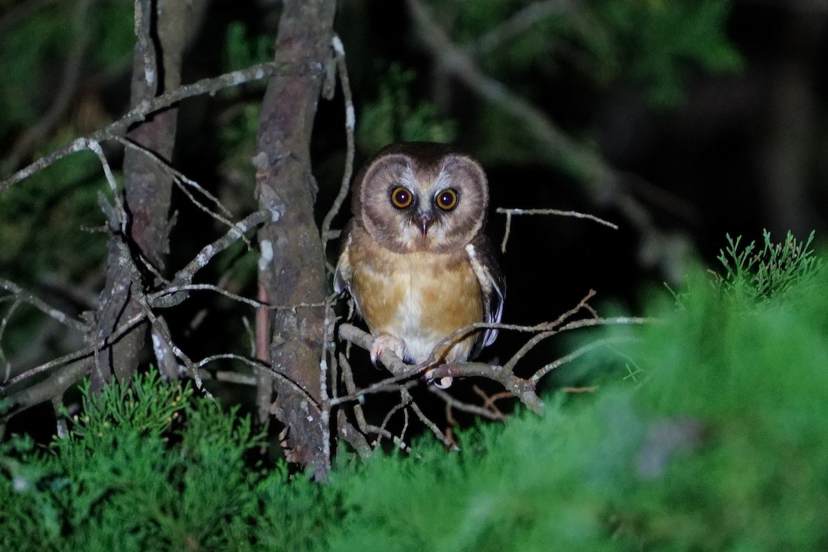 Unspotted Saw-whet Owl - ML613642155