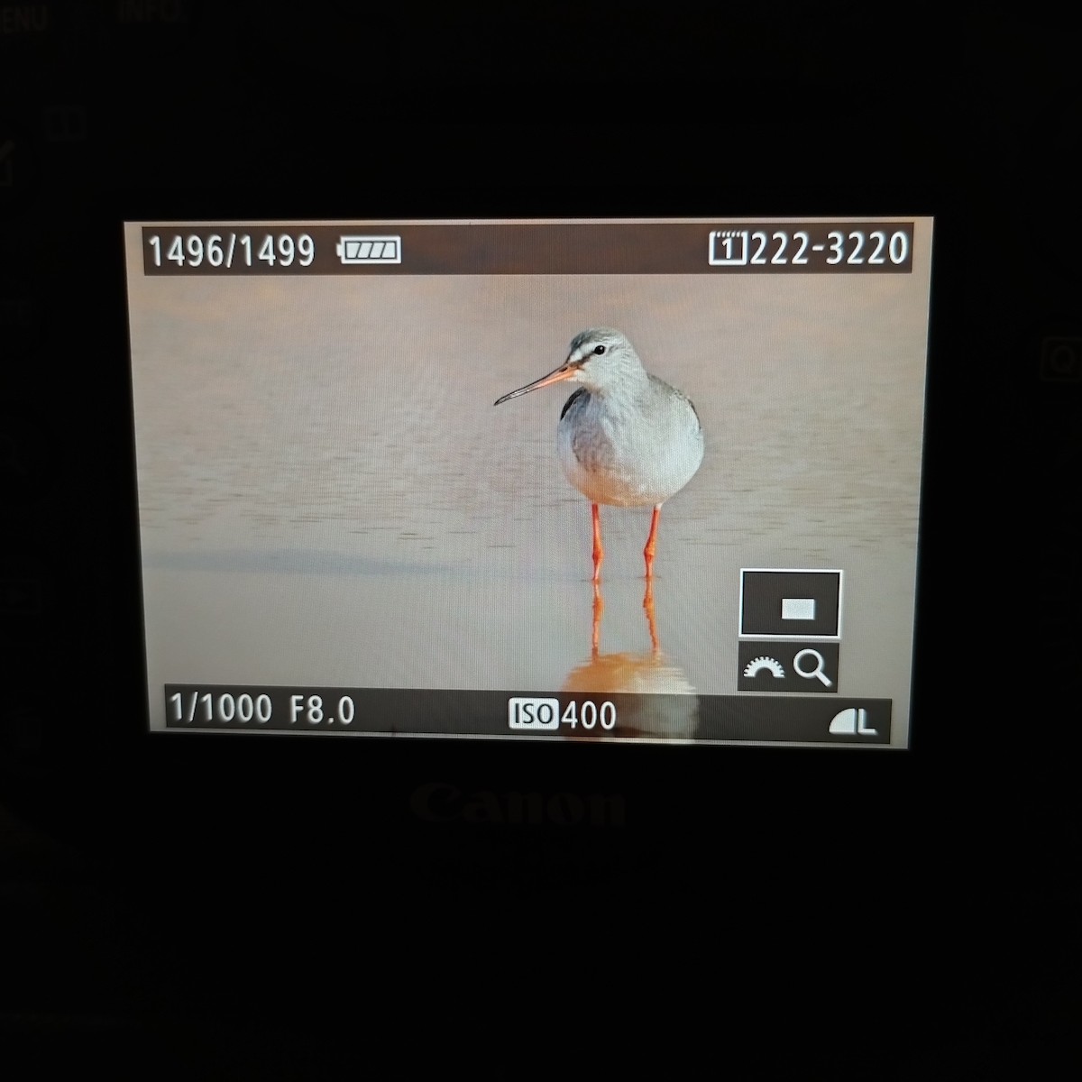 Spotted Redshank - ML613642312