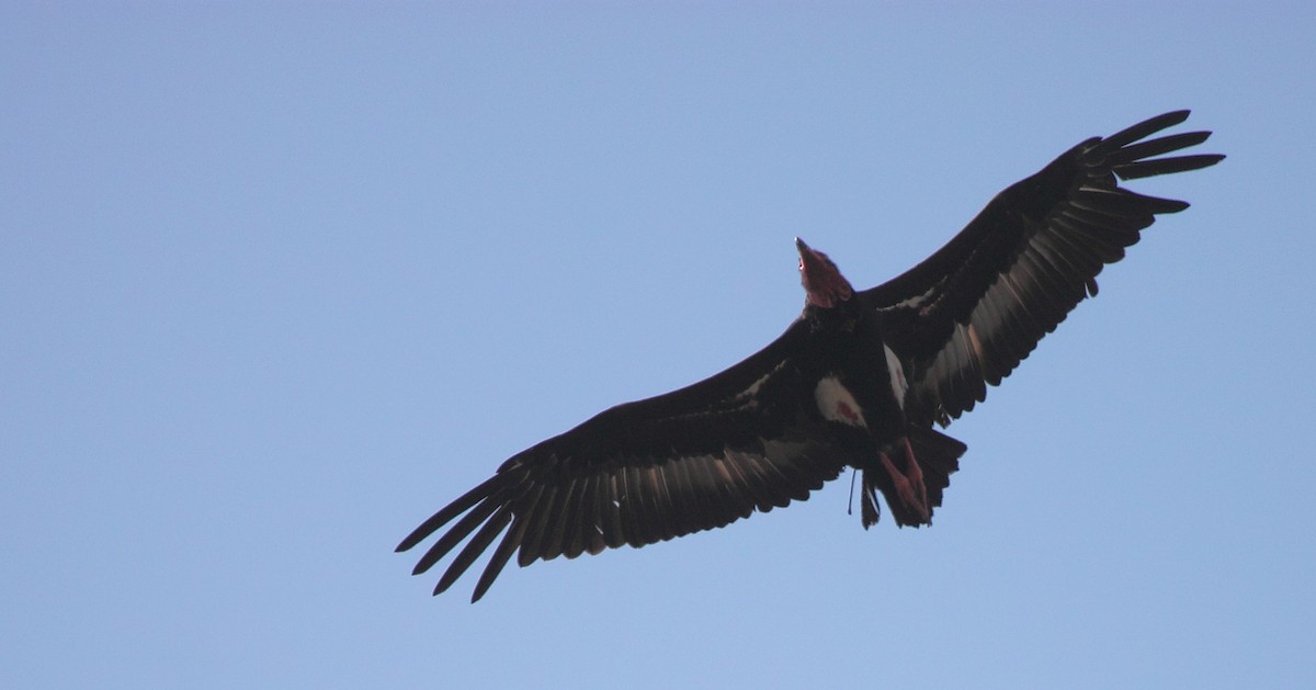 Red-headed Vulture - Krishnan Sivasubramanian