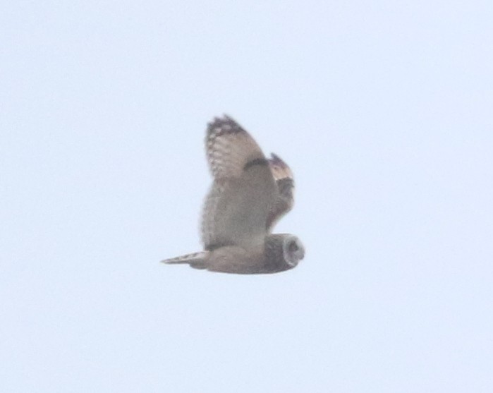 Short-eared Owl - ML613642462