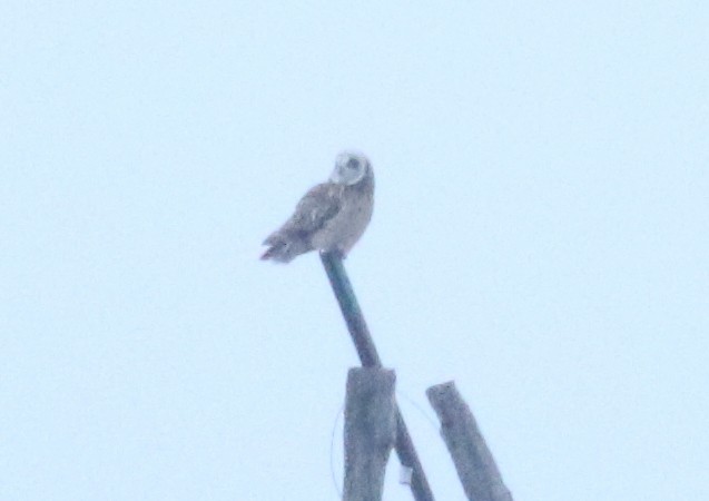 Short-eared Owl - ML613642519